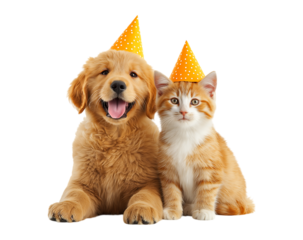 Adorable kitten and golden retriever puppy wearing birthday party hats celebrating together isolated on a transparent background