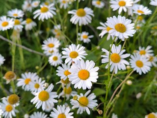 daisies in a field
