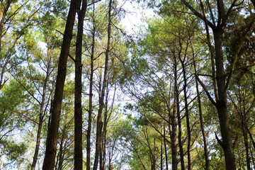 Beautiful landscape pine forest with blue sky and bright day in the mountain in Thailand