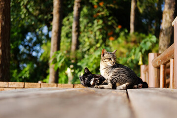 Fototapeta na wymiar Adorable tabby striped grey cat and black cats playing together on wooden terrace in natural sunlight in countryside of Asian 