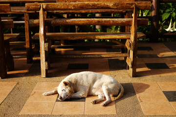 Adorable local white dog sleeping on terrace in natural sunlight in countryside of Asian

