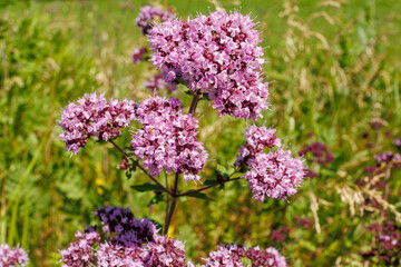 Wild oregano plant with purple flowers blooming