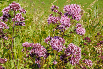 Wild oregano plant with purple flowers blooming