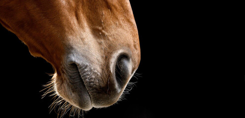 Close-up of horse mouth against black background.

