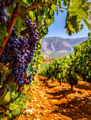 Vineyards with ripe purple grapes under bright blue sky and mountain backdrop