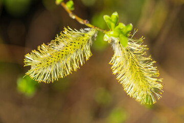 Blooming willow catkin with delicate yellow stamens against a blurred green spring background. Macro photography of a Salix flower showing a detailed pollen-bearing structure of this early spring