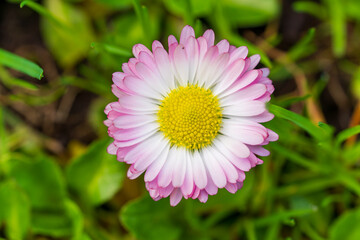 Vibrant Pink-Tipped English Daisy Bloom in Natural Green Setting. Macro Detail of Fresh Bellis Perennis Flower with Striking Crimson Centre