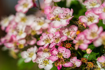 Delicate pink and white spring blossoms cluster together on a flowering fruit tree branch. Close-up macro photography captures intricate stamens and petals in a natural garden
