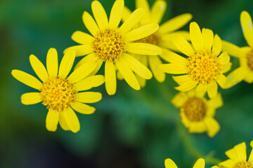 Bright yellow wildflowers bloom in a natural garden setting with a green background. Close-up macro...