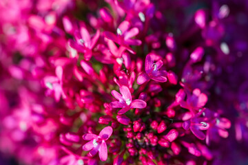 A brilliant pink flower cluster with tiny blooms creates a stunning macro photography display. Vibrant magenta petals form a dense floral arrangement with a beautiful bokeh background