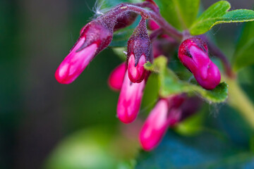 Pink tubular flowers display distinctive burgundy sepals in a garden setting. Macro photography captures unusual drooping blooms with vibrant magenta petals