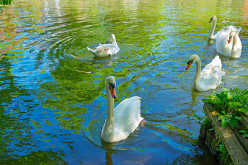 White swans gracefully swimming in the city pond, Norwich, UK. Beautiful mute swans with curved necks gliding through green reflective water