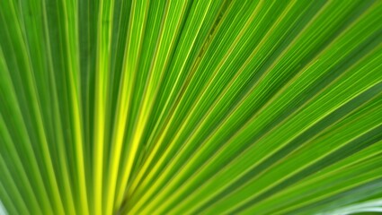 Obraz premium Vibrant Green Palm Leaf Texture Nature's Abstract Art