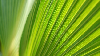 Vibrant Green Palm Leaf Texture Close-Up Macro Photography of Nature's Design