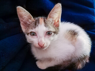 Calico domestic cat with white, orange, and gray fur sitting curled on blue blanket, looking at the...
