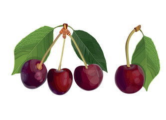Realistic red cherry on white background