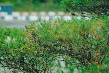 close up of pine tree branches