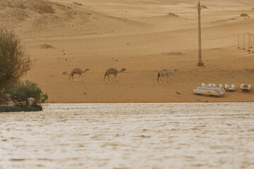 Camels walking along nile river in desert landscape with boats