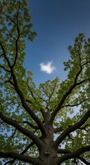 Obraz premium Majestic Oak Tree Canopy Against a Vivid Blue Sky