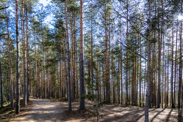Sunlit young pine grove rises through marshland, backlight sculpting slender trunks and needle-framed sky. Earthy trail glows in springside gold. Sestroretsk Marshes, Saint Petersburg, Russia.