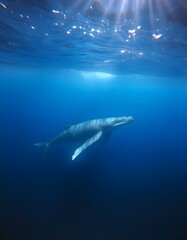 Fototapeta premium Underwater View of a Whale in the Deep Ocean
