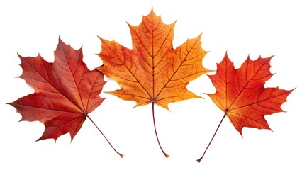 autumn maple leaves isolated on white transparent