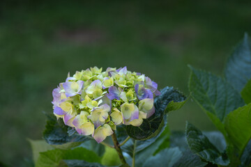 Hydrangea flower and leaves. Green, purple and yellow color. 