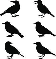 Fototapeta premium Six Bird Silhouettes Black and White Avian Illustrations