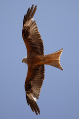 red kite soars in the blue sky