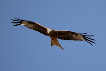 Fototapeta premium red kite soars in the blue sky