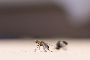 close-up of a common fly