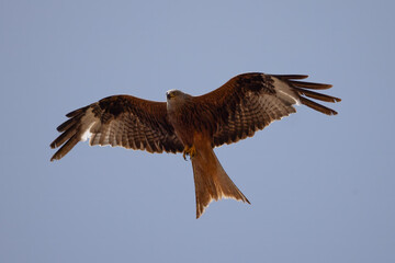red kite soars in the blue sky
