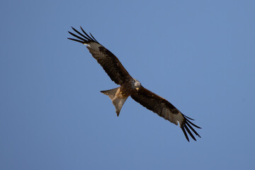 red kite soars in the blue sky