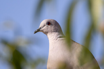 potrait image of a red-eyed collared dove