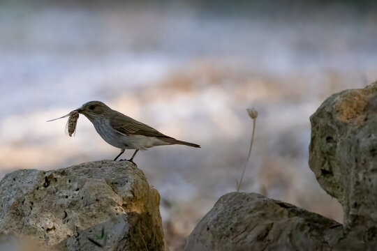 a gray flycatcher with a cicade as prey in the beak