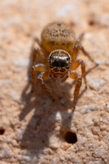 close up of a jumping spider
