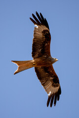red kite soars in the blue sky