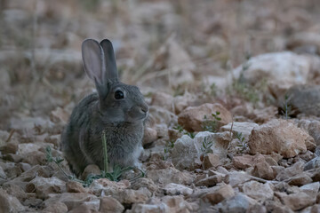 a rabbit in majorca island, Spain