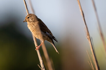 a female linnet sits on reed