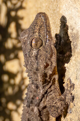 a wall gecko in the balearic islands