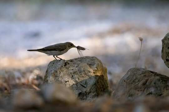 a gray flycatcher with a cicade as prey in the beak