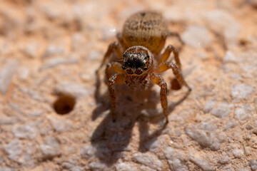 close up of a jumping spider