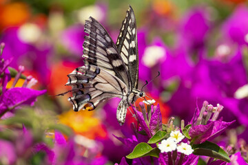 swallowtail butterlfy on colorful flowers
