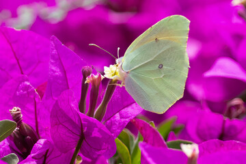 brimstone butterfly on violet bougainvillea flowers