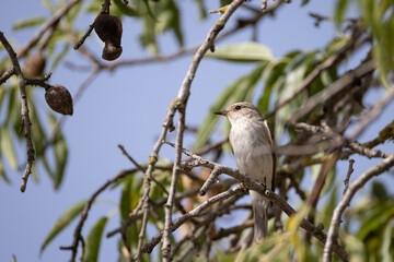 Obraz premium a gray flycatcher sits on a twig