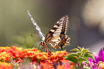 swallowtail butterfly collect pollen on colorful flowers
