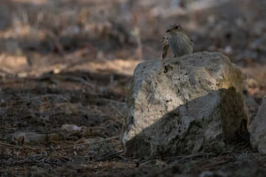 a gray flycatcher with a cicade as prey in the beak
