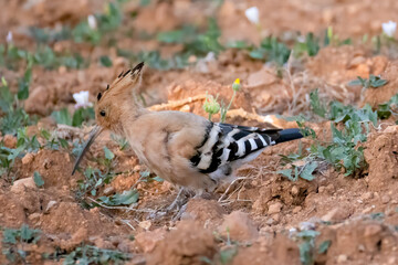 a hoopooe looks for food on an agricultural field