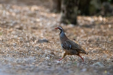 a red-legged partridge crosses a gravel path