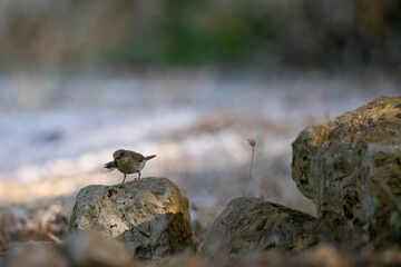 a gray flycatcher with a cicade as prey in the beak